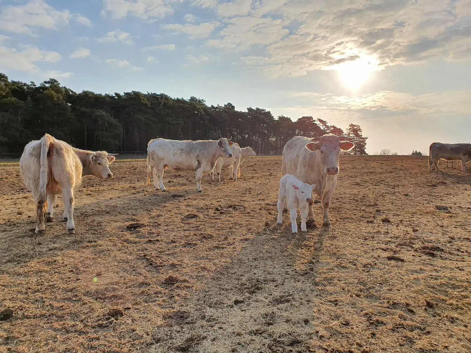 Erstes Kalb des Jahres, Begrüßung der Herde auf dem Betrieb Cobbel