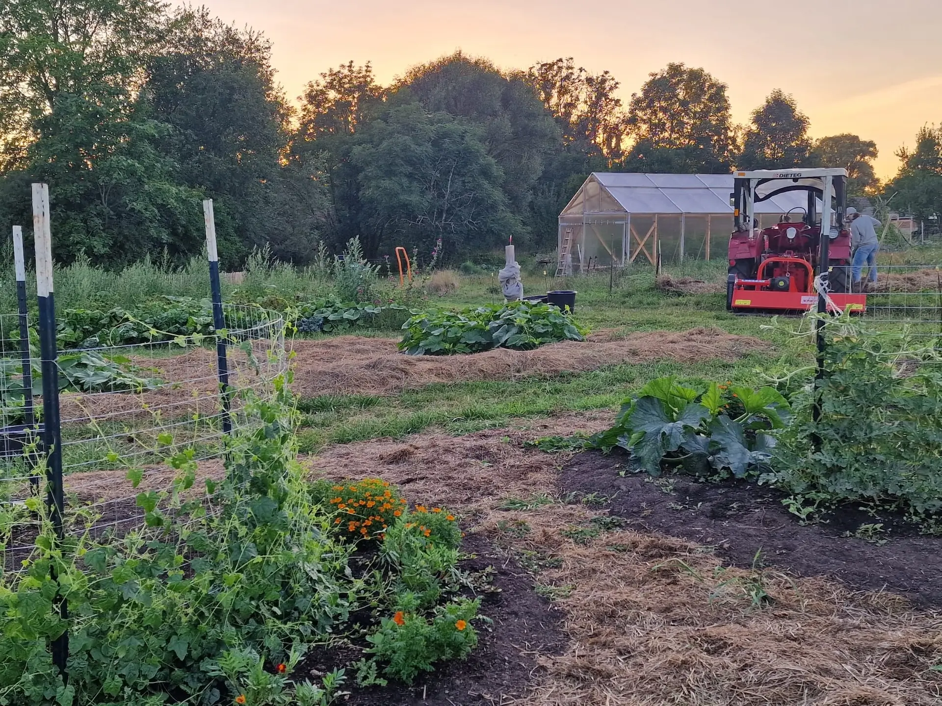 Marktgarten in Garz: Beete, im Hintergrund Gewächshaus und Traktor